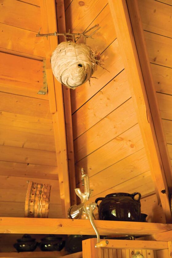 Friends gave Denise the wasp's nest, which she displays as art.